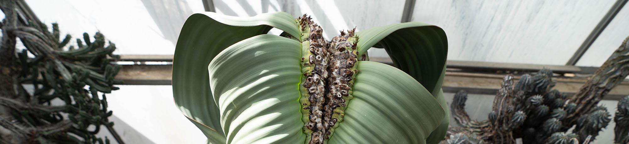 A closeup detail shot of a welwitschia plant in an indoor greenhouse.