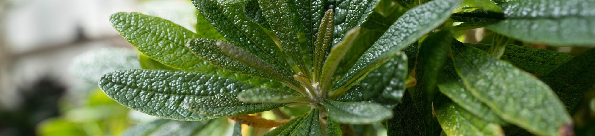 Close-up of textured green leaves with a waxy surface.