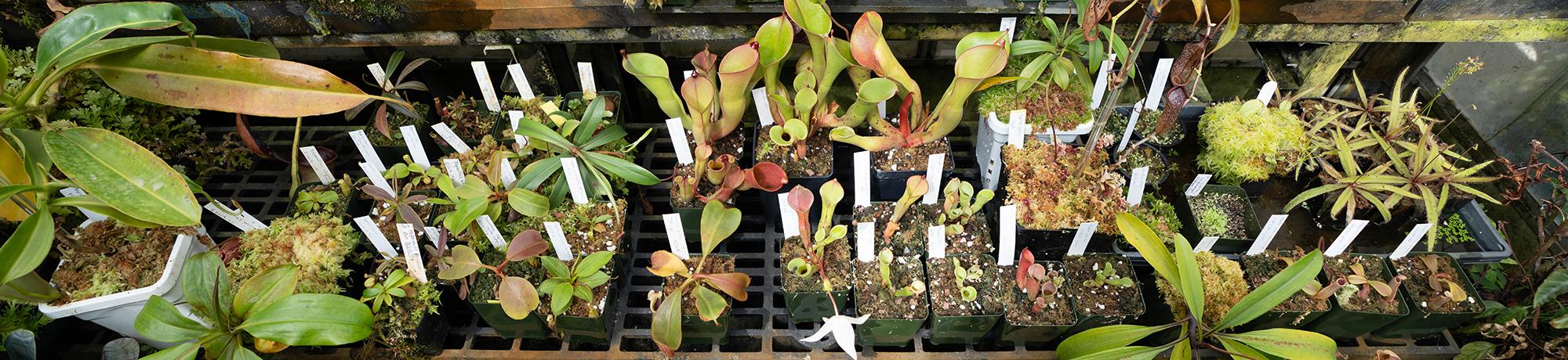 A collection of potted carnivorous plants labeled for study in a greenhouse.