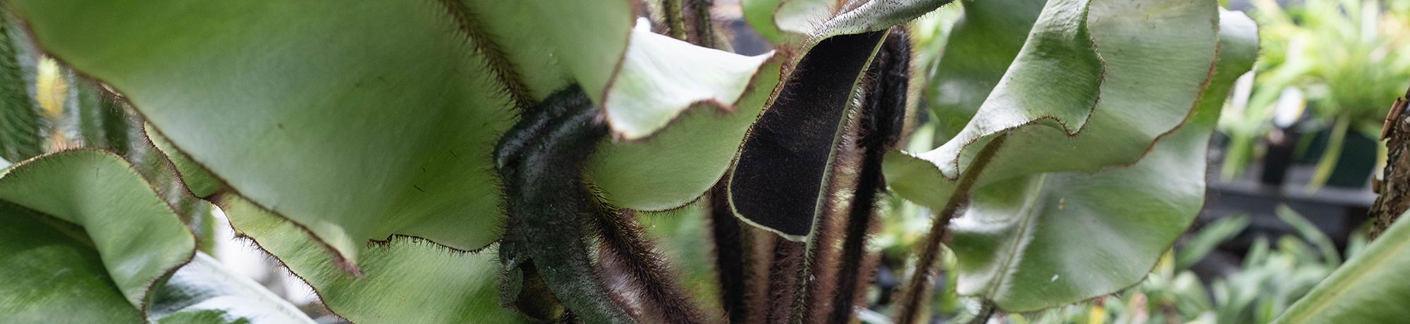Close-up of a green plant with thick, wavy-edged leaves covered in fine hairs, showing intricate textures and details. The background is slightly blurred, with hints of other plants in a greenhouse setting.