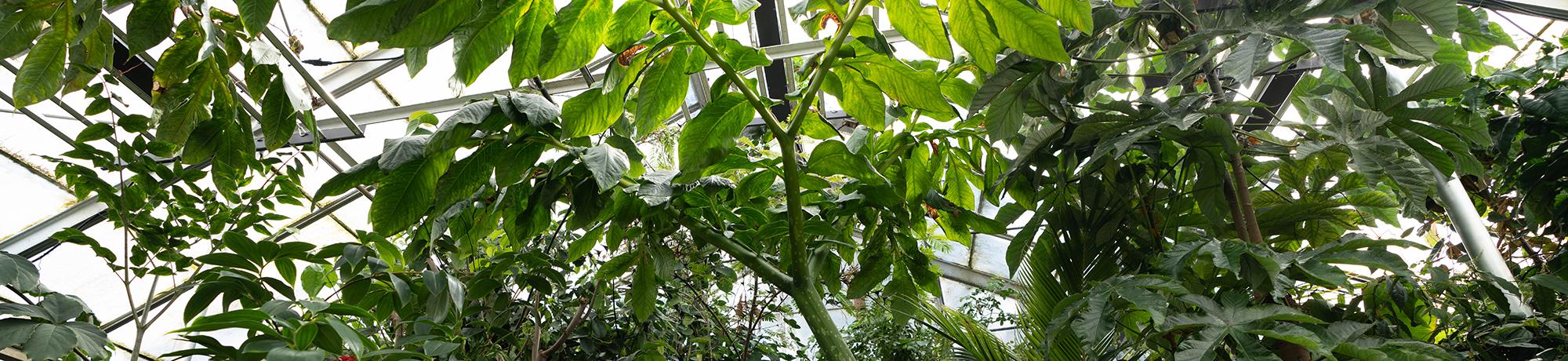 Dense tropical foliage inside a greenhouse, with large green leaves from various plant species reaching toward the glass ceiling and metal support beams above.
