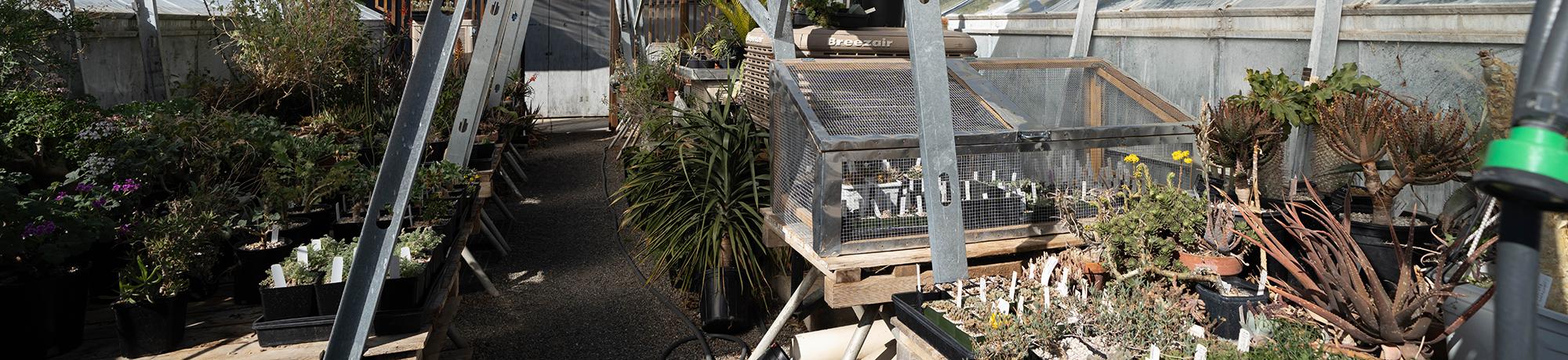 Interior of a greenhouse at the UC Davis Botanical Conservatory, showing a gravel pathway lined with potted plants, including succulents and desert species. A mesh-covered propagation chamber and structural metal beams are also visible under natural sunlight.
