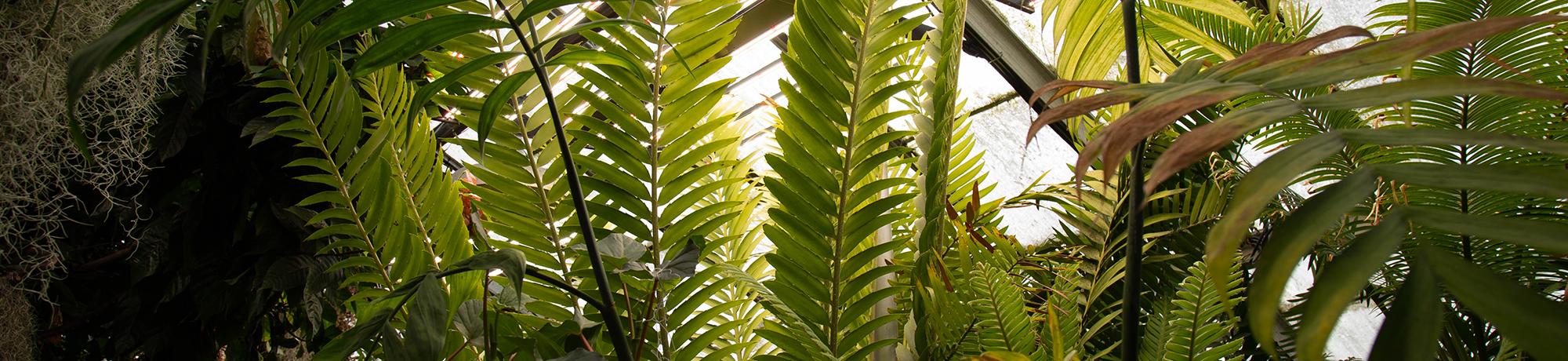 ush green tropical plants inside a greenhouse, with sunlight filtering through the glass ceiling.