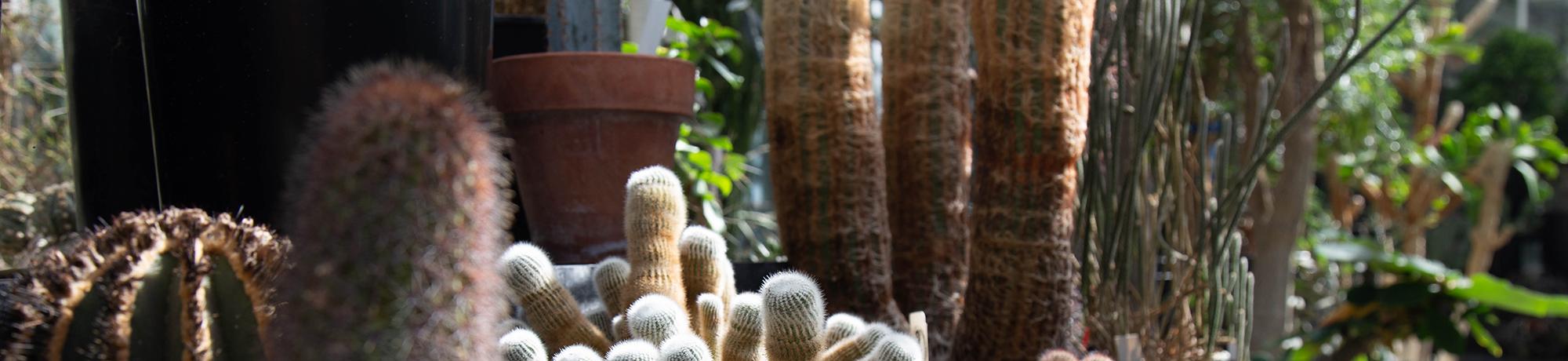 An assortment of potted succulents of varying sizes species and shapes.