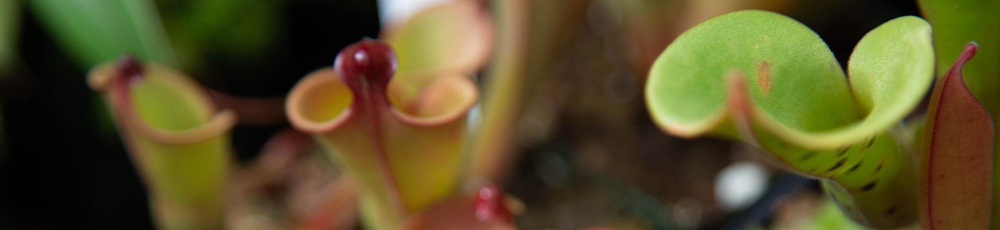 Close-up of pitcher plants with vibrant green and reddish hues, displaying their characteristic tubular shape and curved openings. The image focuses on the intricate details of the carnivorous plant’s structure, with a blurred background.