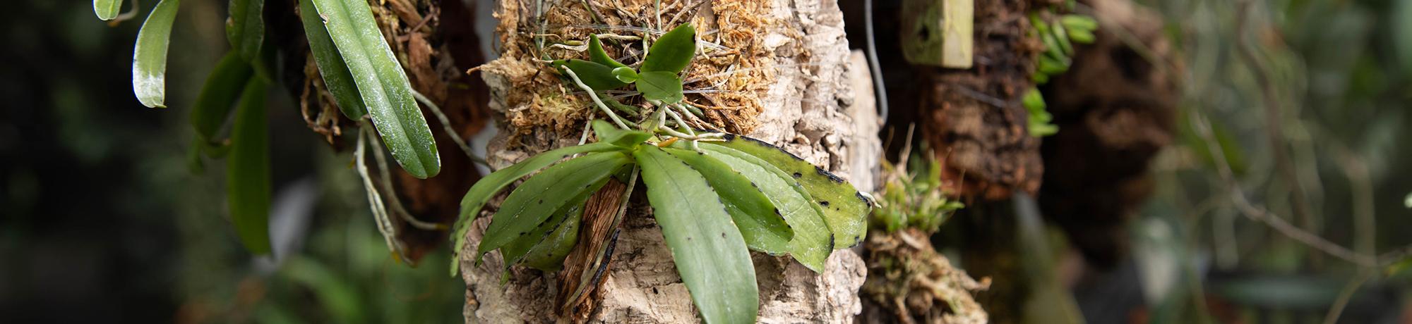 Close-up of a small green epiphytic plant with thick leaves and aerial roots growing on a piece of bark or tree trunk in a humid, forest-like environment.