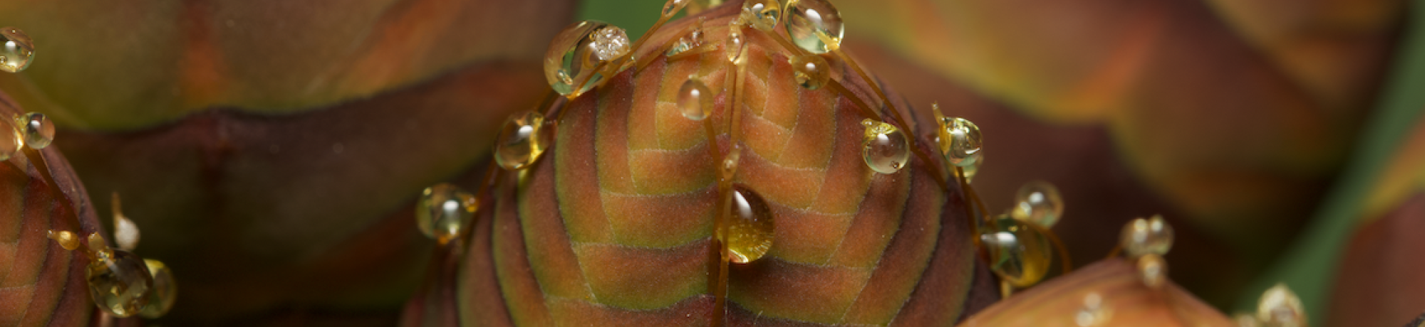 Close-up view of Welwitschia male cones, showing reddish-brown overlapping bracts with vibrant amber-colored nectar droplets forming at the tips and ridges. The nectar glistens in the light, highlighting the plant's intricate textures and patterns.