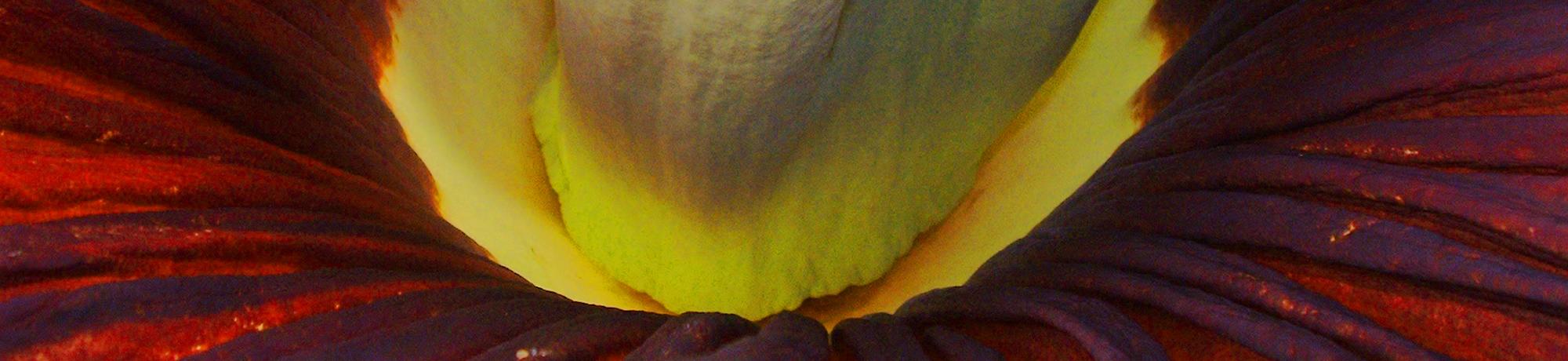 Close-up of the center of a corpse flower (Amorphophallus titanum), highlighting its deep red and purple pleated petals and the pale green-yellow spadix.