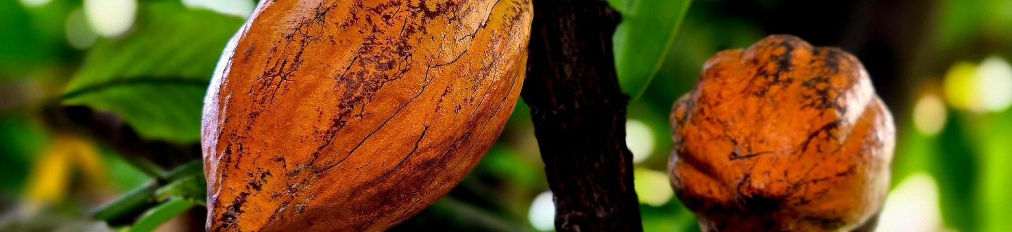 Mature orange cacao pods growing directly on a dark tree trunk amid bright green leaves.