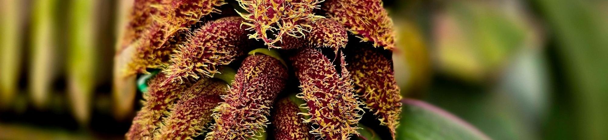 Close-up of a Bulbophyllum phalaenopsis flower cluster, featuring fuzzy maroon petals and a broad green leaf.