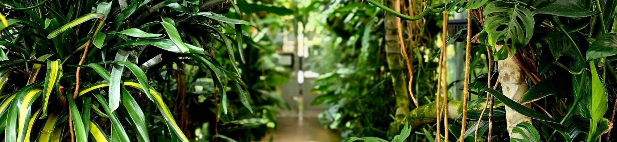 A lush greenhouse walkway lined with dense tropical plants and large green leaves on both sides.