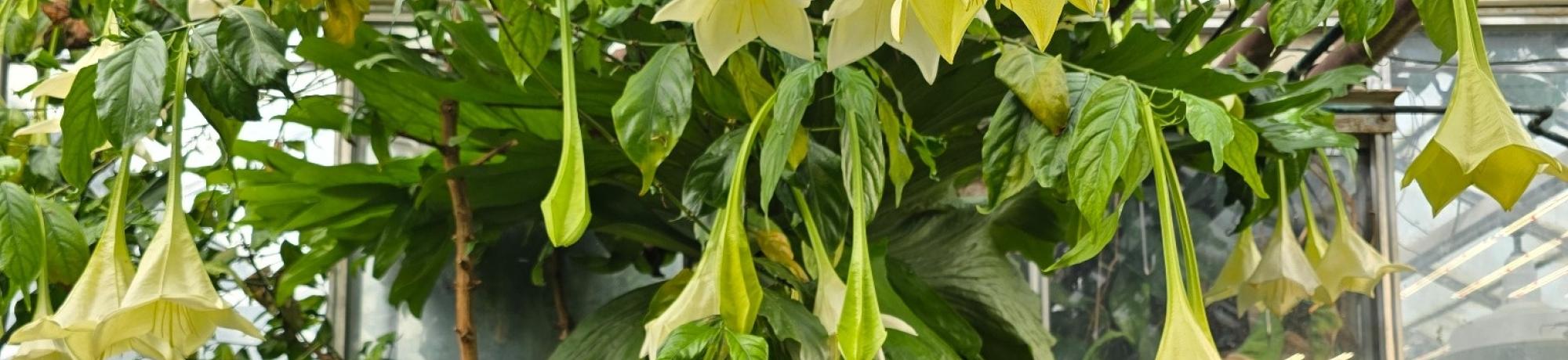 Close-up view of clustered yellow angel's trumpet flowers growing above a greenhouse walkway.