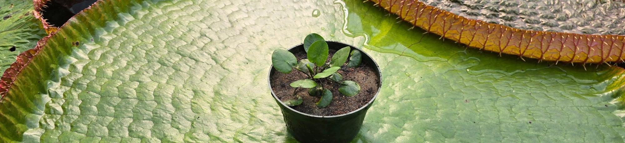 Small potted aquatic plant placed on top of a massive water lily pad floating in a pond.