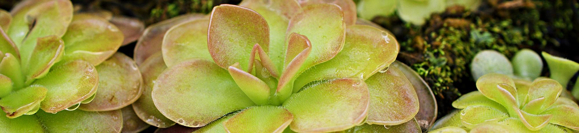 Close-up of rosette-shaped plants with thick, light green and pink-tinged leaves, growing closely together on a mossy surface.