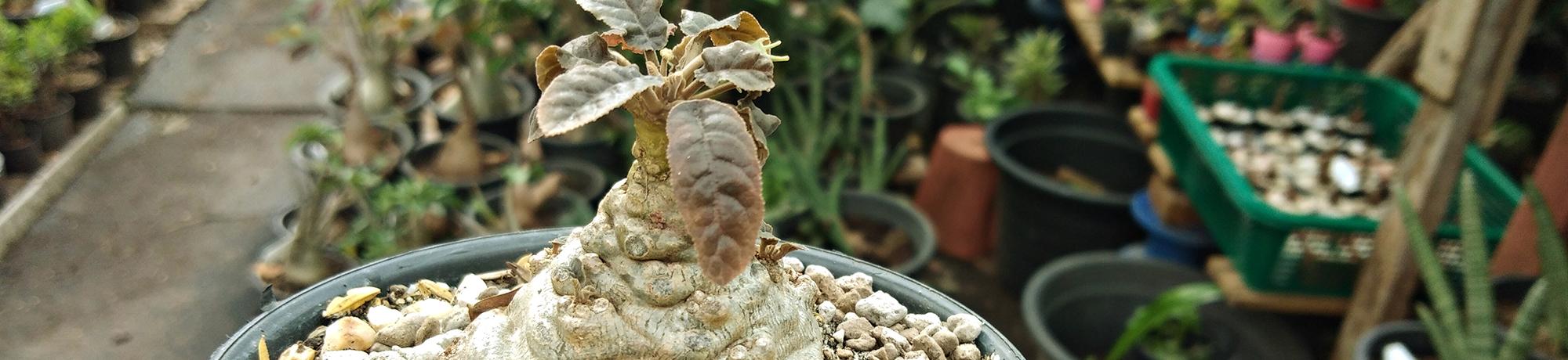 Close-up of a potted Dioscorea elephantipes, also known as elephant’s foot or turtle back plant, showing its thick, cracked caudex and small vine-like leaves emerging from the top.