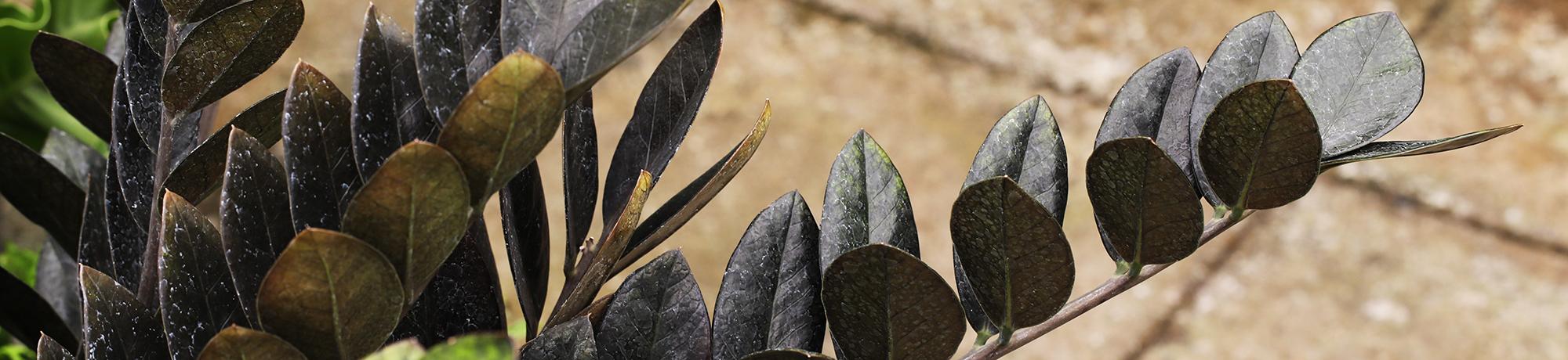 Close-up of a Zamioculcas zamiifolia 'Raven' plant, showing its glossy, dark purple-black leaves arranged in a feather-like pattern along thick stems.